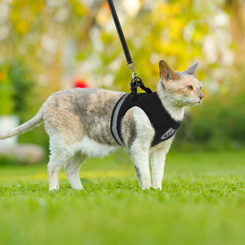 Colete Regulável e Super Confortável para Cachorro e gato